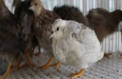 芦丁鸡家庭养殖方法