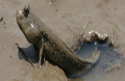 跳跳鱼喜欢吃什么