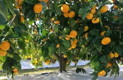 中国柑橘的经济栽培区集中在哪里,附柑橘的种植方法