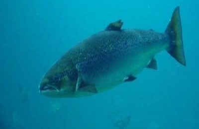 三文鱼多少钱一斤养殖前景怎么样