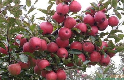 海拔1800适合种植什么