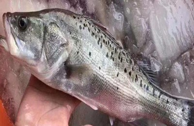 海鲈鱼和鲈鱼的区别