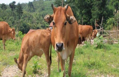 黄牛一般养殖能出多久?怎样养好黄牛