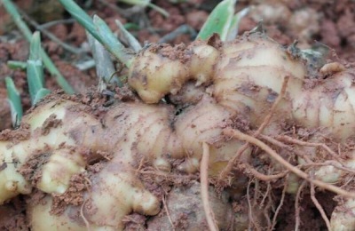 生姜每亩产量是多少？种植成本是多少