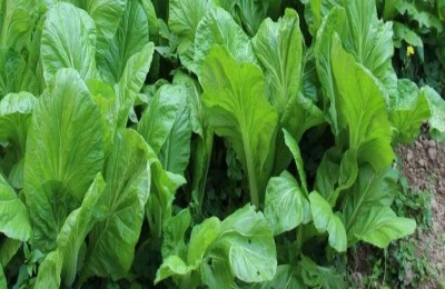 在阳台上种植蔬菜时，为什么最好选择叶菜