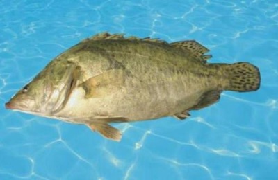 湖北松滋市有哪些特产