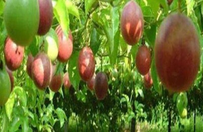 一斤百香果多少钱?种植前景如何