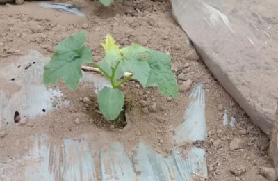 丝瓜一年四季都可以种吗,附种植方法
