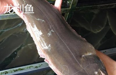 巴沙鱼和龙利鱼的区别