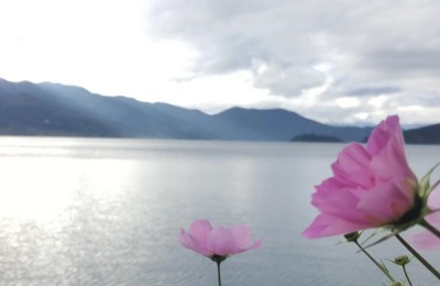 秋葵市场价格一斤多少钱?种植前景如何