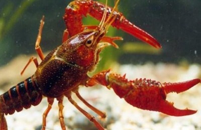 辽宁大连有什么特产