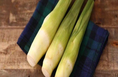 水竹种植的技术要点是什么