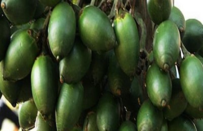 槟榔可以生吃吗