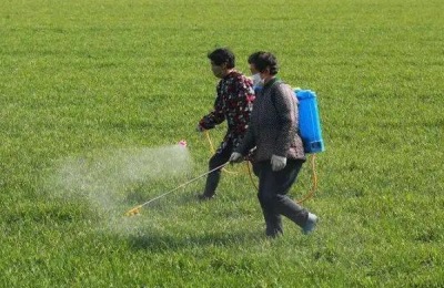 人欢马叫节节麦除草剂安全吗,什么时候打好
