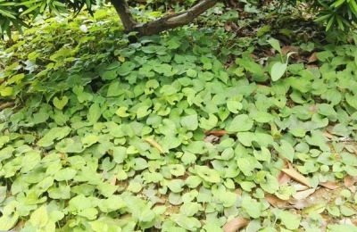 折耳根种植技术,有分株、插枝及育苗三种繁殖方法
