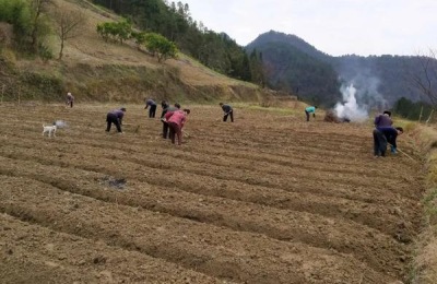 60天早熟大豆品种种植技术,大豆品种有哪些