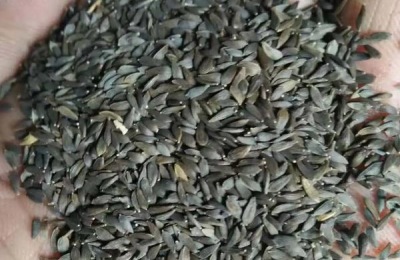 油麦菜播种时间和种植方法,油麦菜和生菜如何区分