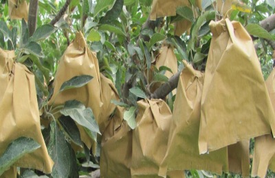 桃苹果苗的价格是多少？桃苹果种植前景分析