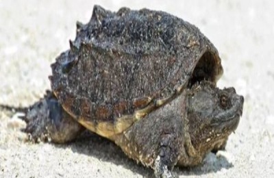 小鳄龟一年能长多大