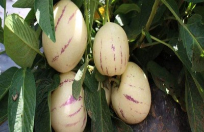 如何种植人参果