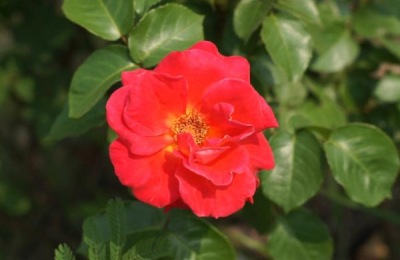 介绍月季常见品种