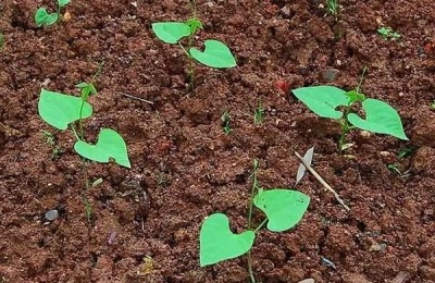 四季豆怎么种植才高产