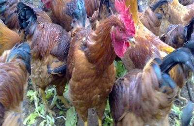 三黄鸡一斤多少钱?三黄鸡养殖成本利润分析