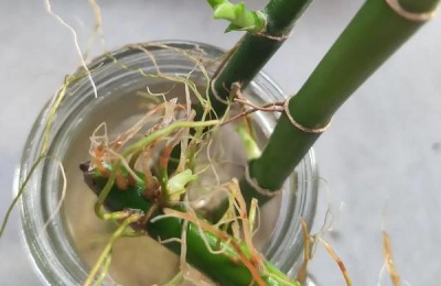花卉步步高的养殖方法,步步高花的寓意是什么