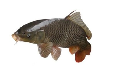 草鱼产地在哪里?草鱼养殖前景分析