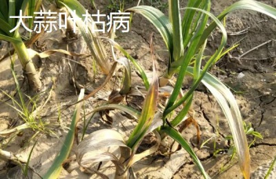 大蒜疫病与叶枯病的区别,大蒜疫病的发病原因