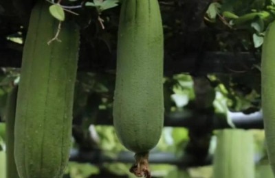丝瓜可以长到几月份,附丝瓜的种植方法