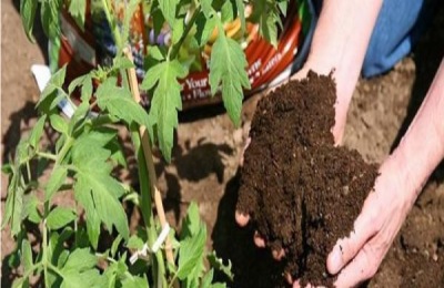 花木用肥方法和注意事项有哪些