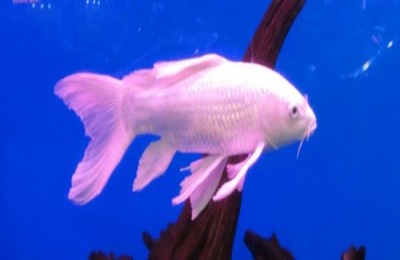 龙凤锦鲤能长多大