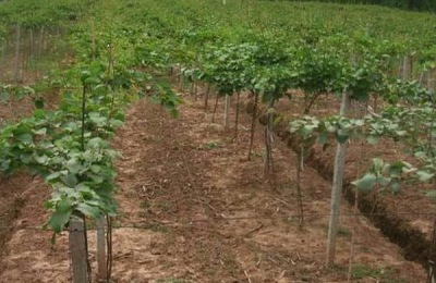 中国各地有哪些农产品