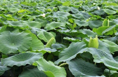 卢氏鸡的价格是多少?卢氏鸡养殖前景分析(附卢氏鸡养殖技术)