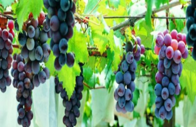 哪个品种的西瓜产量高