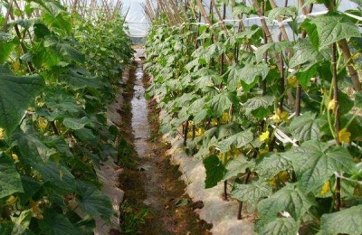 常见的园林机械有哪些？效果如何？价格如何