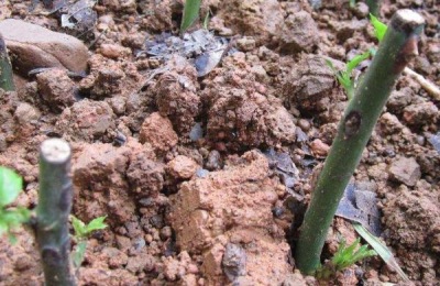 青脆李树苗批发价多少？种植前景如何