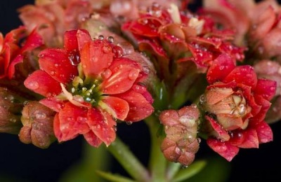 长寿花苗换盆后,什么时候可以晒太阳