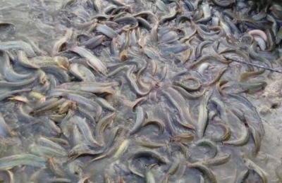 清远鸡一斤多少钱？养殖前景如何？(附养殖技术)