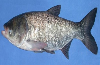 辽宁营口市有哪些特产