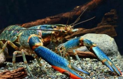 澳洲龙虾10斤多少钱?澳洲龙虾养殖前景分析