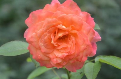 树状月季有哪些品种？哪个好看