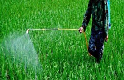防治水稻钻心虫特效药筛选