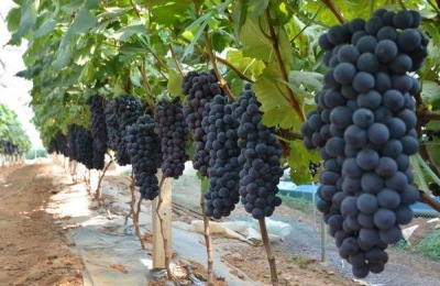 河北晋州有哪些土特产