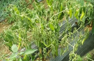 灯笼椒种植技术与管理,如何防治病虫害