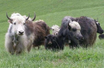 养殖100只兔子一年的利润分析