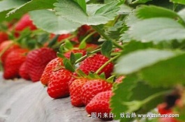 草莓苗芯坏死还能活吗,草莓苗期怎么进行管理