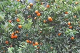 非常有特色的冬瓜品种介绍，巨丰1号冬瓜