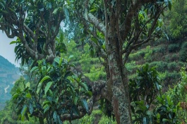 茶树和茶叶树的区别，茶树和茶叶只是叫法不同